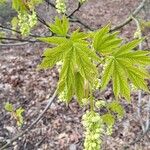 Acer macrophyllum Květ