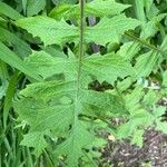 Lactuca floridana Hoja