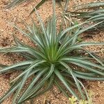 Eryngium paniculatum Leaf