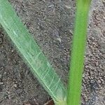 Bromus commutatus Leaf