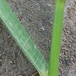 Bromus commutatus Lehti