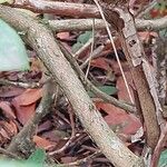 Rhododendron canadense Corteza