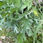 Achillea clavennae برگ