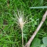 Aegilops geniculata Fruto