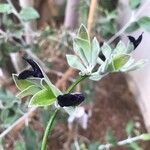 Salvia discolor Flower