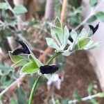 Salvia discolor Blomst