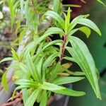 Penstemon roseus Yaprak