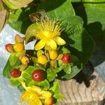 Hypericum × inodorum Blomst