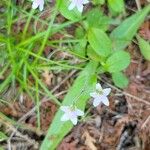 Epigaea repens Leaf