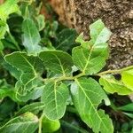 Mystroxylon aethiopicum 葉