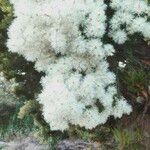 Melaleuca linariifolia फूल