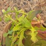 Crepis foetida Leaf