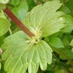 Lamium amplexicaule برگ