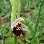 Ophrys holosericea Λουλούδι
