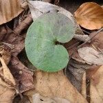 Asarum europaeum 葉