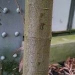 Agathis australis 樹皮