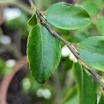 Camellia lutchuensis Leaf