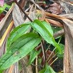 Echinacea tennesseensis ഇല