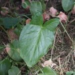 Arisarum simorrhinum Blad