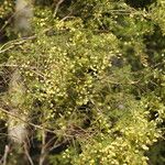 Acacia verticillata Inny
