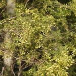 Acacia verticillata Altul/Alta