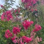 Lagerstroemia indica फूल