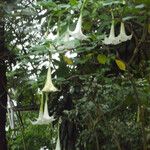 Brugmansia x candida Altro