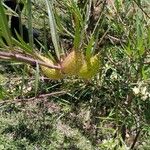 Gomphocarpus fruticosus Fruit