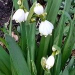 Leucojum aestivum 葉