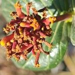 Palicourea rigida Flower