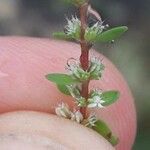 Illecebrum verticillatum Flower