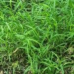 Phalaris aquatica Likasa