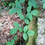 Rubus nigricans Leaf