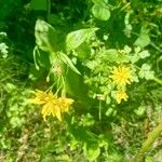 Crepis lampsanoides Blomma