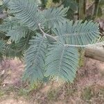 Acacia decurrens Leaf