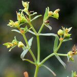 Euphorbia sulcata Blomst