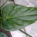 Alocasia cucullata Blad