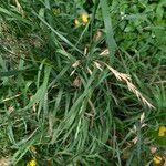 Bromus catharticus عادت داشتن