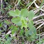 Vicia johannis Blatt