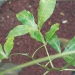 Zanthoxylum asiaticum पत्ता
