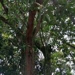 Ficus elastica Habitus