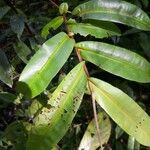 Humiria balsamifera 叶