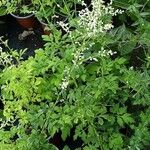 Artemisia lactiflora Hábito