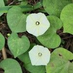 Ipomoea obscura Floare