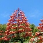 Clerodendrum paniculatum Λουλούδι