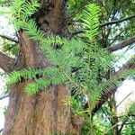 Taxus cuspidata Blad