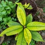 Garcinia mangostana Blad