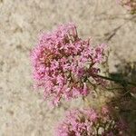 Valeriana angustifolia Flower