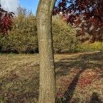 Quercus palustris Bark