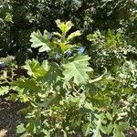 Quercus lobata Hoja
